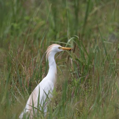 Egret (damızlık) (bubulcus ibis) otlakta duruyor