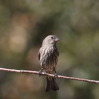 Finch Hanesi (kadın) (heemorhous mexicanus) küçük bir dala tünemiştir.