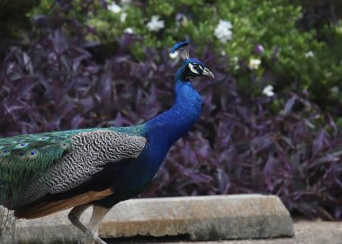 Hint Peafowl (erkek) (pavo cristatus) bir otoparkta yürüyor