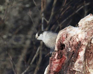 Gri Jay (perisoreus canadensis) bir geyik leşinden besleniyor