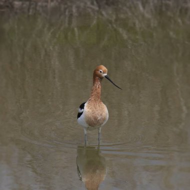Amerikan Avocet (yinelenen americana) sığ sularda duruyor