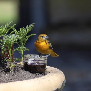 Baltimore Oriole (kadın) (icterus galbula) jöle kavanozundan yemek