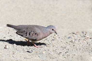 Ortak Zemin Güvercini (columbina passerina) bazı kumda arama