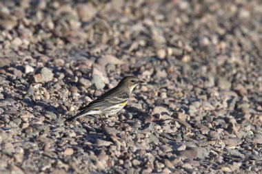Sarı kıçlı Warbler (Audubon 'lar, kadınlar) (Setophaga Coronata)