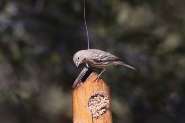 Finch Hanesi (kadın) (heemorhous mexicanus) bir süet besleyicinin tepesine tünemiştir.