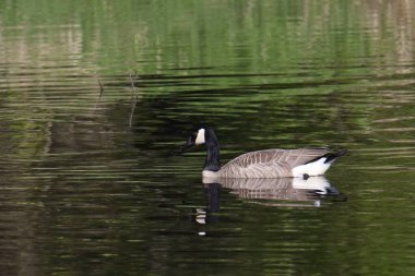 Kanada Kaz Kaz 'ı (branta canadensis) renkli yansımalar arasında bir gölette yüzüyor