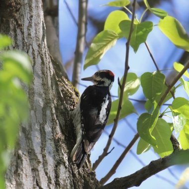 Kıllı Ağaçkakan (erkek) (pikoides villosus) Büyük bir ağacın gövdesine tutunarak