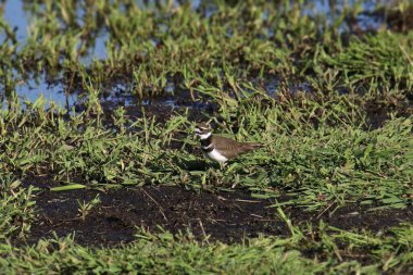 Killdeer (şaradrius vociferus) dağınık bir sulak arazide duruyor