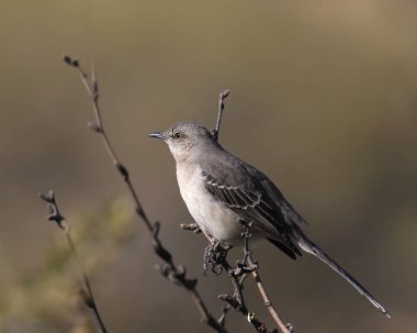 Küçük bir dala tünemiş Kuzey Alaycı Kuşu (mimus polyglottos)