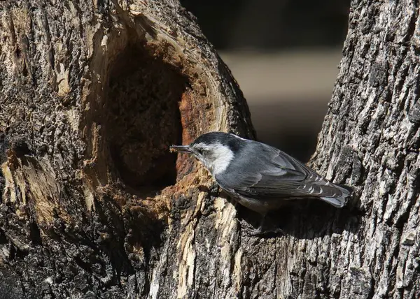 Beyaz göğüslü Nuthatch (sitta carolinensis) büyük bir ağaç gövdesindeki oyuktan besleniyor