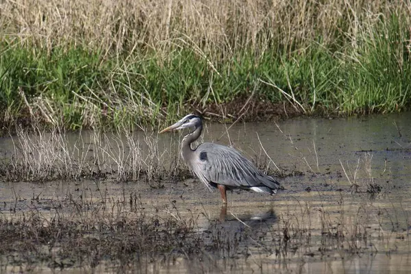 Büyük Mavi Balıkçıl (ardea herodias) bataklıkta duruyor