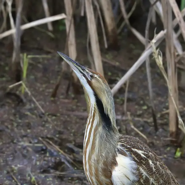 Bir Amerikan Bittern 'inin kafa ve boynu (botaurus lenginosus) yakın plan)