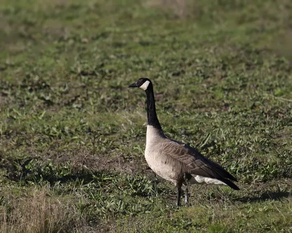 Kanada Kaz (branta canadensis) çimenli bir çayırda duruyor