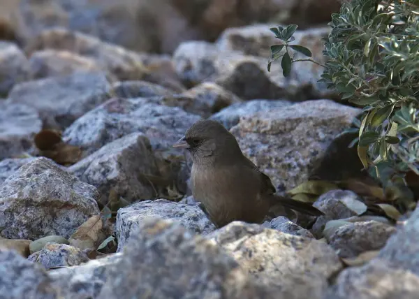 Abert 'in Towhee' si (melozone aberti) bazı kayalara tünedi.