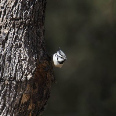 Köprü Titmouse (baeolophus wollweberi) büyük bir ağacın gövdesine tutunur.