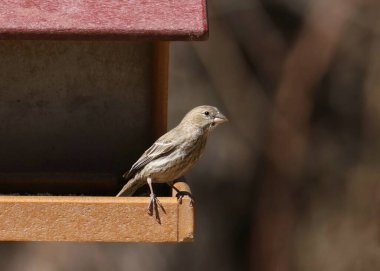 Finch Hanesi (dişi) (heemorhous mexicanus) bir kuş yemliğinin üzerine tünemiştir.