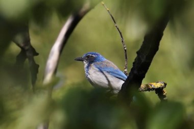 Woodhouse 'un Scrub Jay' i (aphelocoma woodhouse) yapraklı bir ağaca tünedi.