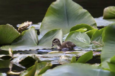 Ağaç Ördeği (juvenile) (aix sponsa) bazı zambak pedleri içinde arama