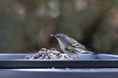 Sarı popolu Warbler (Audubon 'lar, kadınlar) (Setophaga Coronata) kuş yemi yığınından yemek