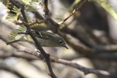 Yakut kaplama Kinglet (Regulus calendula) ağaçtaki tüneğinden aşağıya bakıyor