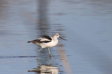 Amerikan Avocet (üreme yoksunluğu) sığ sularda yüzen