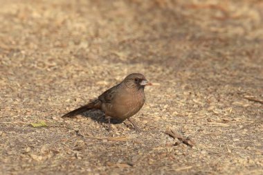 Gagasında lezzetli bir lokma olan Abert 'in Towhee' si (melozone aberti)
