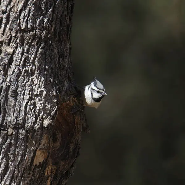 Köprü Titmouse (baeolophus wollweberi) büyük bir ağacın gövdesine tutunur.