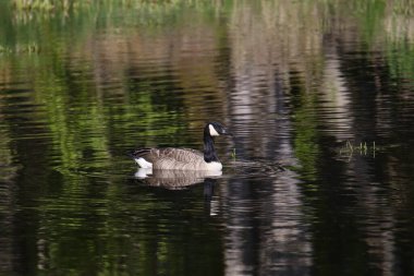 Kanada Kaz Kaz 'ı (branta canadensis) renkli yansımalarla dolu bir gölette yüzüyor
