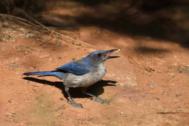 Woodhouse 'un Scrub Jay' i (aphelocoma woodhouseii) üst gagasına lezzetli bir lokma yapışmış ve dili açıkça görülüyor.