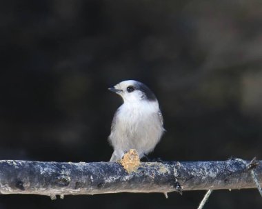 Gri Jay (perisoreus canadensis) çıplak bir dala sürülmüş fıstık ezmesi damlasını yiyor