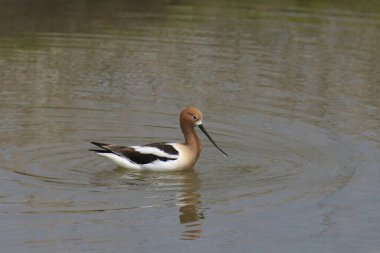 Amerikan Avocet (yinelenen americana) bir gölette yüzüyor