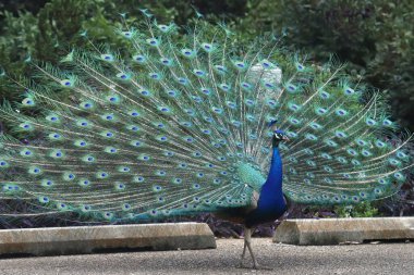 Hint Peafowl (erkek) (pavo cristatus) özenle hazırlanmış trenini gösteriyor