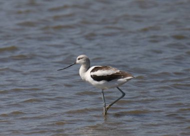 Amerikan Avocet (üreme yoksunluğu) (yineleme americana) sığ suda tek ayak üzerinde duruyor
