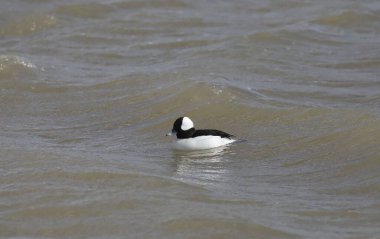 Bufflehead (erkek) (bucephala albeola) bir gölde yüzüyor