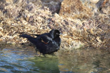 Kırmızı kanatlı Karatavuk (erkek) (Agelaius Phoeniceus) küçük bir derede banyo yapar.