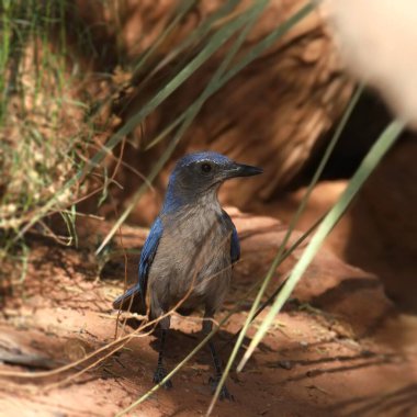 Woodhouse 'un Scrub Jay' i (aphelocoma Woodhouse) yerde yiyecek arıyor. 