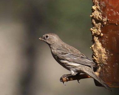 Finch Hanesi (dişi) (heemorhous mexicanus) bir kuş yemliğine tünemiştir.