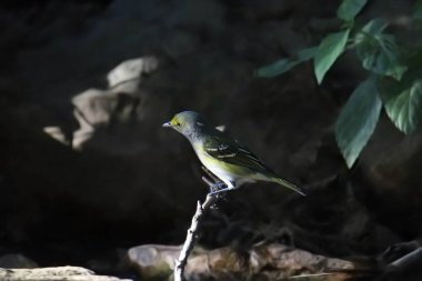 Beyaz gözlü Vireo (vireo griseus) küçük bir su havuzunun üzerindeki küçük bir dala tünemişti.