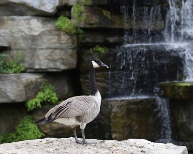 Kanada Kaz Kaz (branta canadensis) şelalenin yanındaki büyük bir kayanın üzerinde duruyor