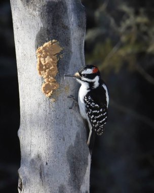 Kıllı Ağaçkakan (erkek) (pikoides villosus) Ağaç gövdesine sürülmüş fıstık ezmesi ararken