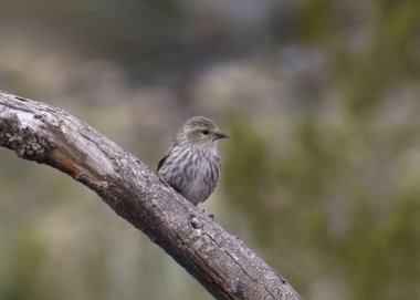 Pine Siskin (spinus pinus) büyük bir dala tünemişti.