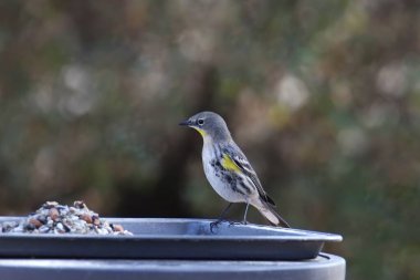 Sarı popolu Warbler (Audubon 'lar, kadınlar) (setophaga koronata) kuş yemi yığınının yanında tünemiştir.