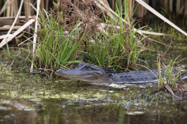 Closeup of an American Alligator (immature) (alligator mississippiensis)