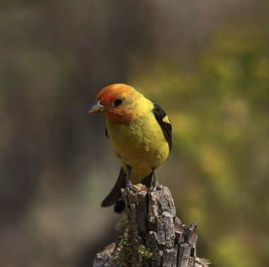 Western Tanager (erkek) (piranga ludoviciana) kırık bir dalın ucuna tünemiştir