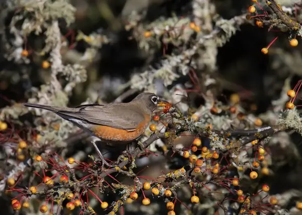 Amerikalı Robin (turdus migratorius) yosun ağacından meyve yiyor