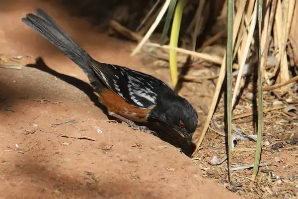 Benekli Towhee (erkek) (pipilo maculatus) yerde arama