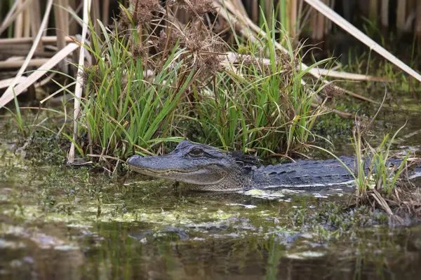 Closeup of an American Alligator (immature) (alligator mississippiensis)