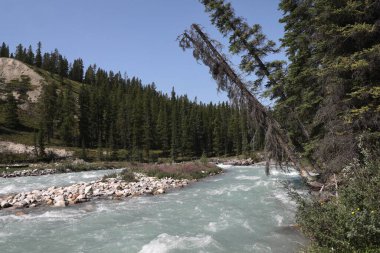 Siffleur Şelalesi üzerindeki Siffleur Nehri, Alberta, Kanada
