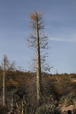Boojum Ağacı (Fouquieria columnaris))