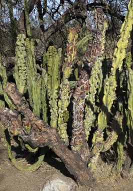 Totem Kutup Kaktüsü (lophocereus schottii)